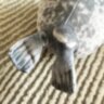 Плюшева м’яка іграшка Тюлень Seal тренди TikTok декор для кімнати (27 см)